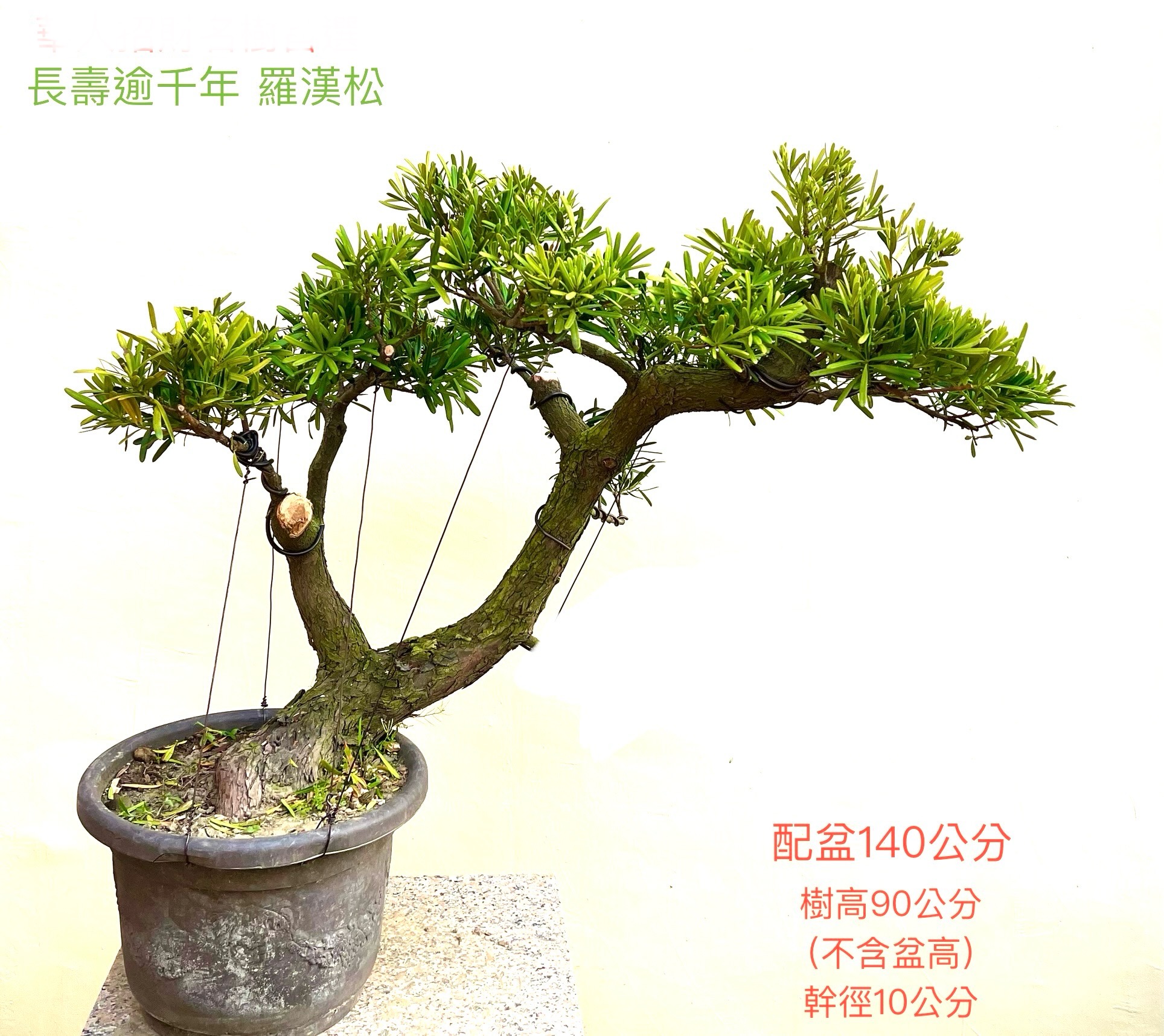 長壽逾千年羅漢松盆景（配鐵砂盆140cm,配盆費用另計）
