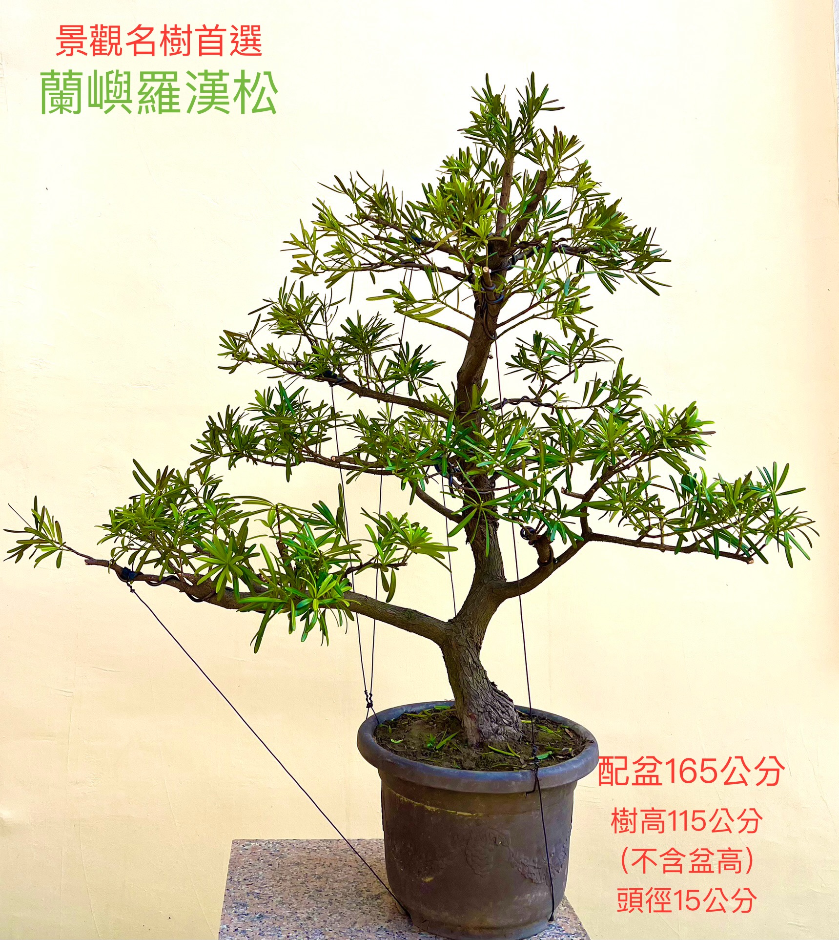 蘭嶼羅漢松盆景（配鐵砂盆165cm,配盆費用另計）