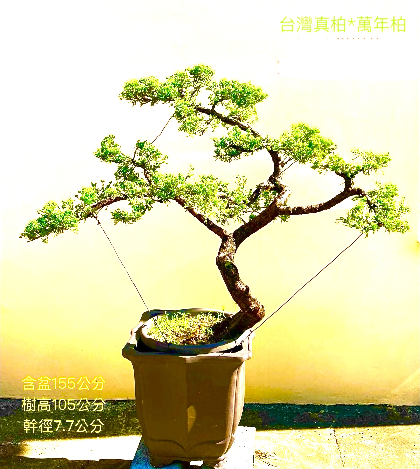 台灣真柏盆景（配鐵砂盆 155cm，配盆費用另計)
