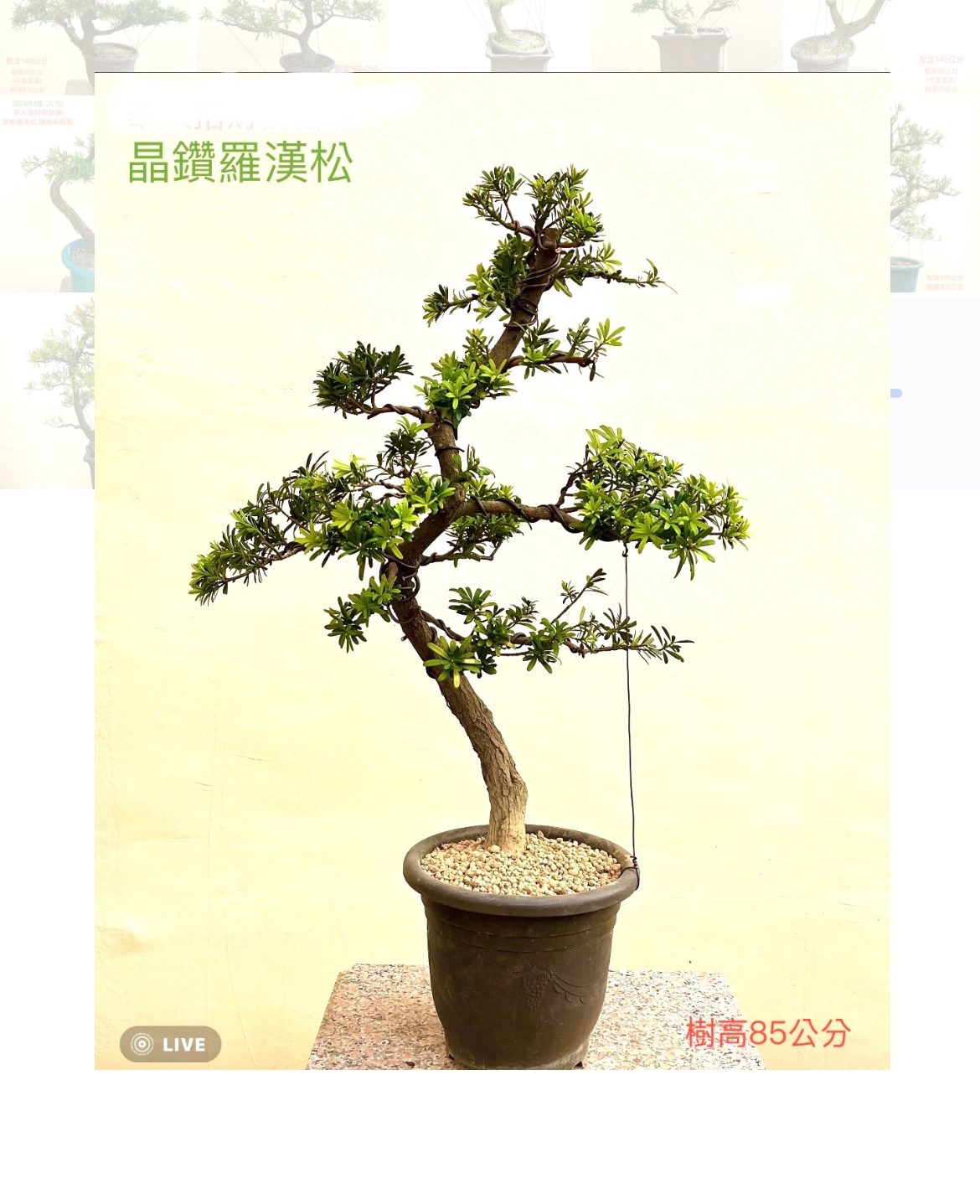 晶鑽羅漢松盆景（樹高 85 cm）