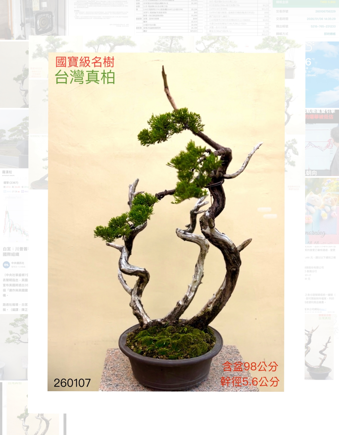 超大品真柏盆景（培育13年）