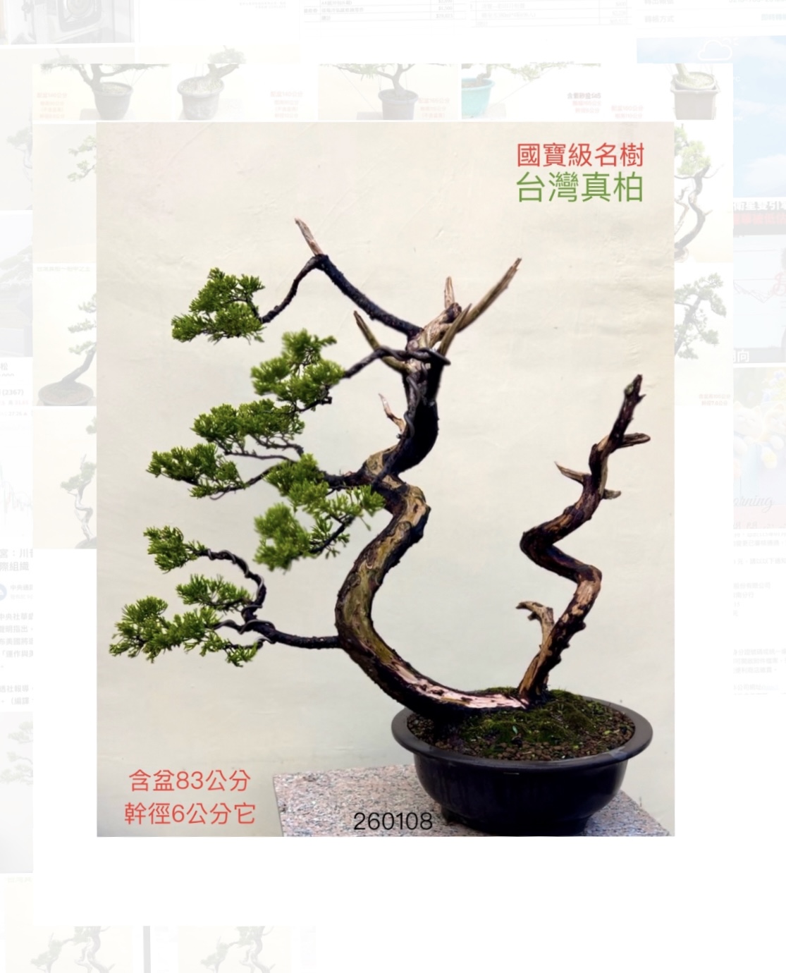 超大品真柏盆景（培育13年）