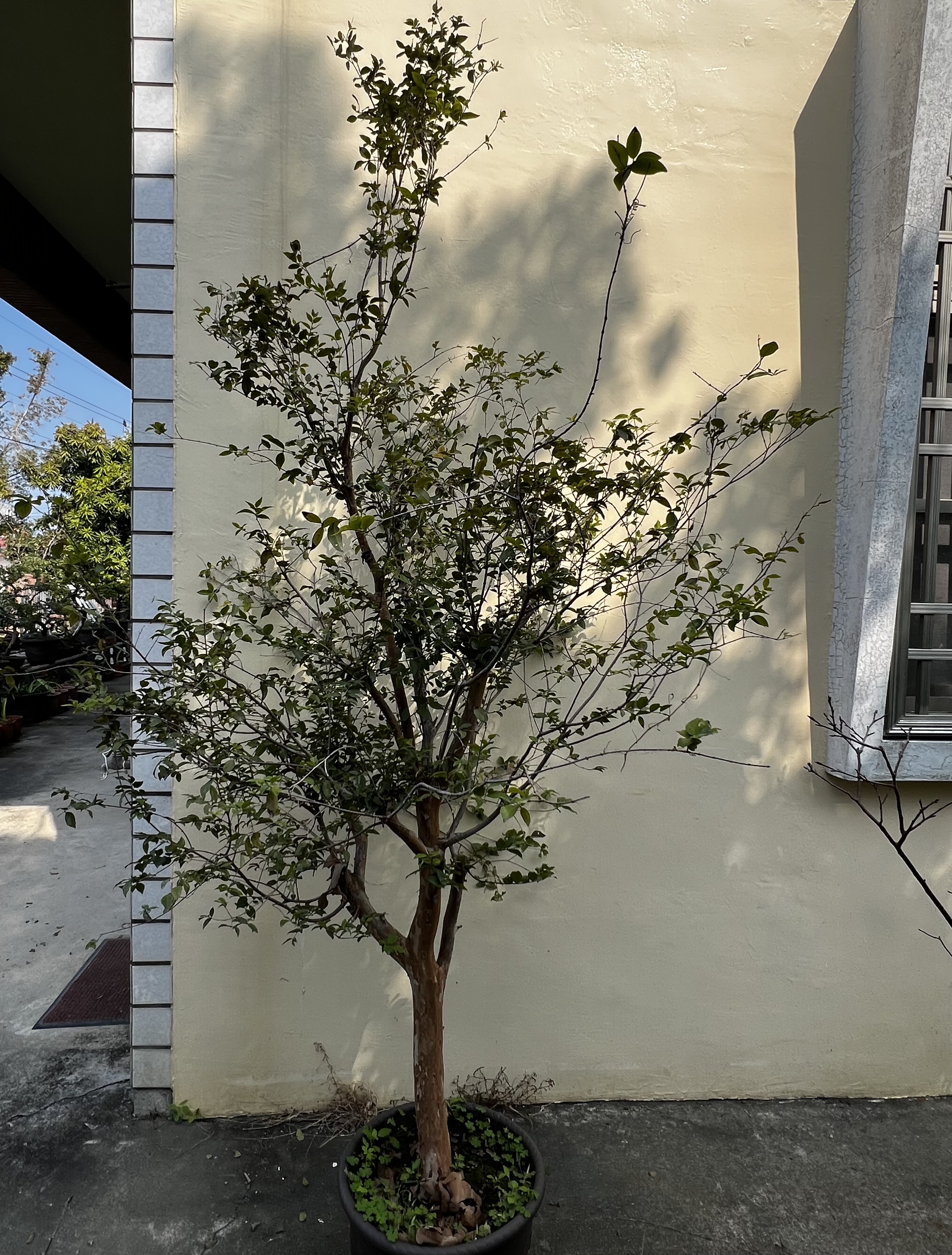 樹葡萄果樹（200公分以上，十年生）