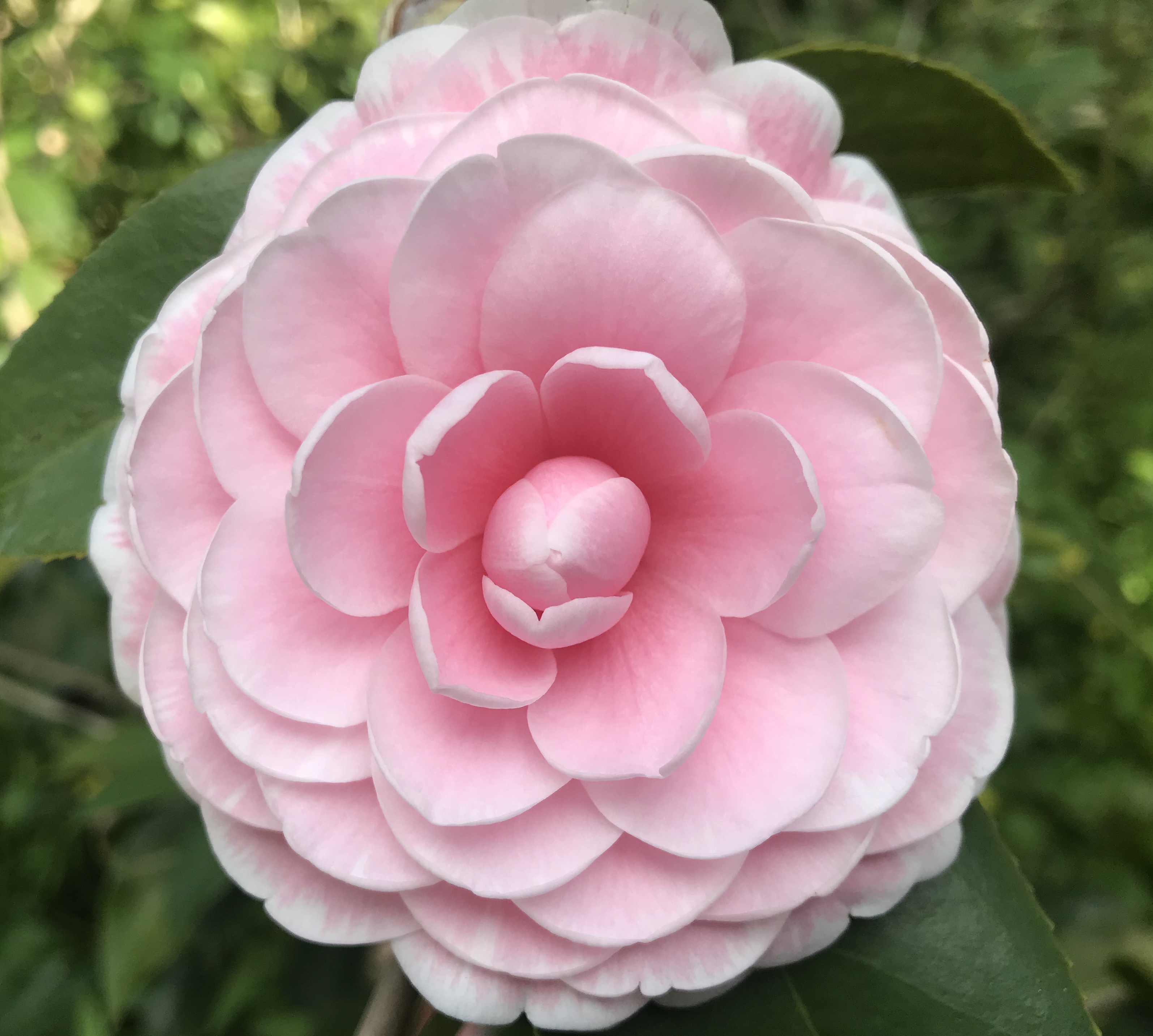 喬伊茶花（大型花朵）