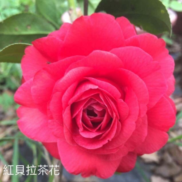 紅貝拉茶花（培育十餘年；大型花朵）