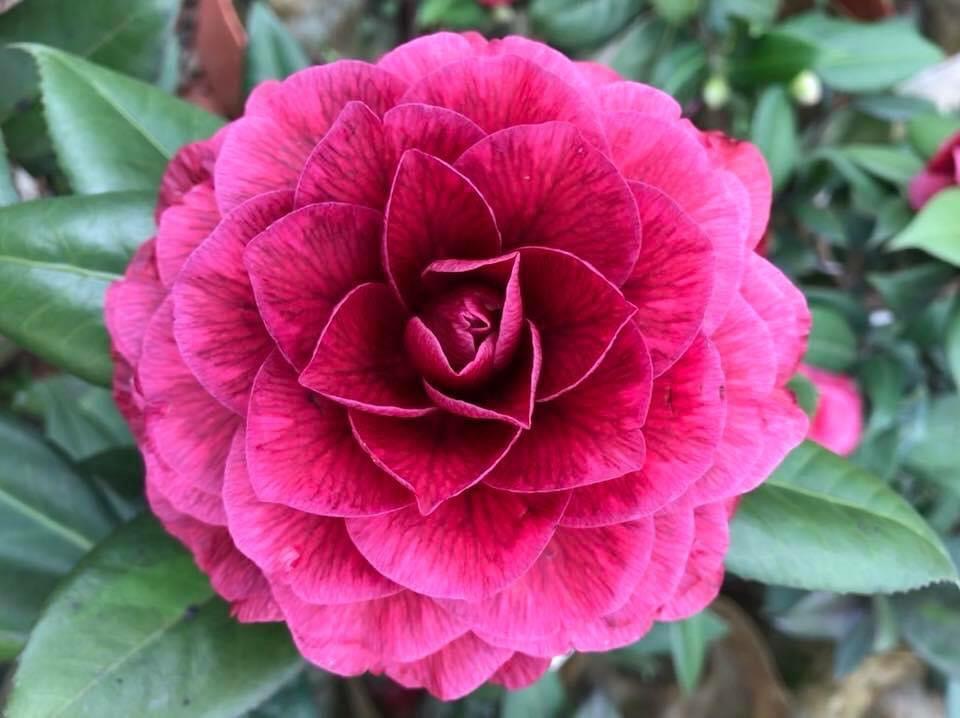 黑貝拉茶花（培育十餘年）