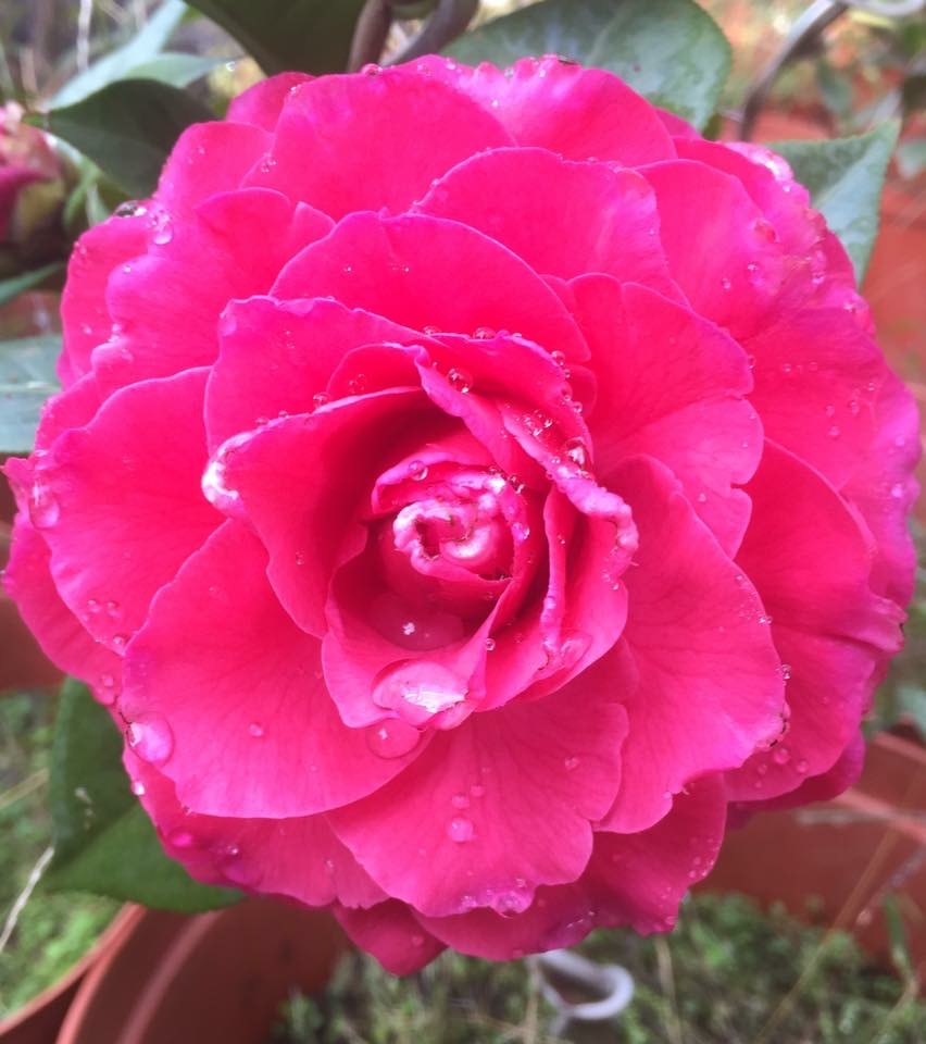 情人節茶花（培育十餘年）