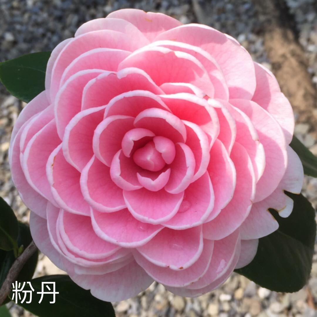 粉丹茶花（培育十餘年）