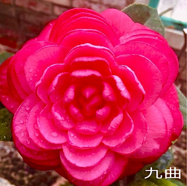 九曲茶花（培育十餘年）