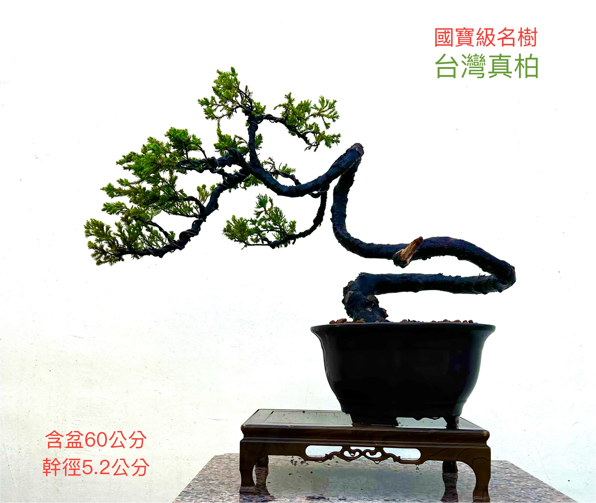 真柏藝術盆景福利品@特惠折扣