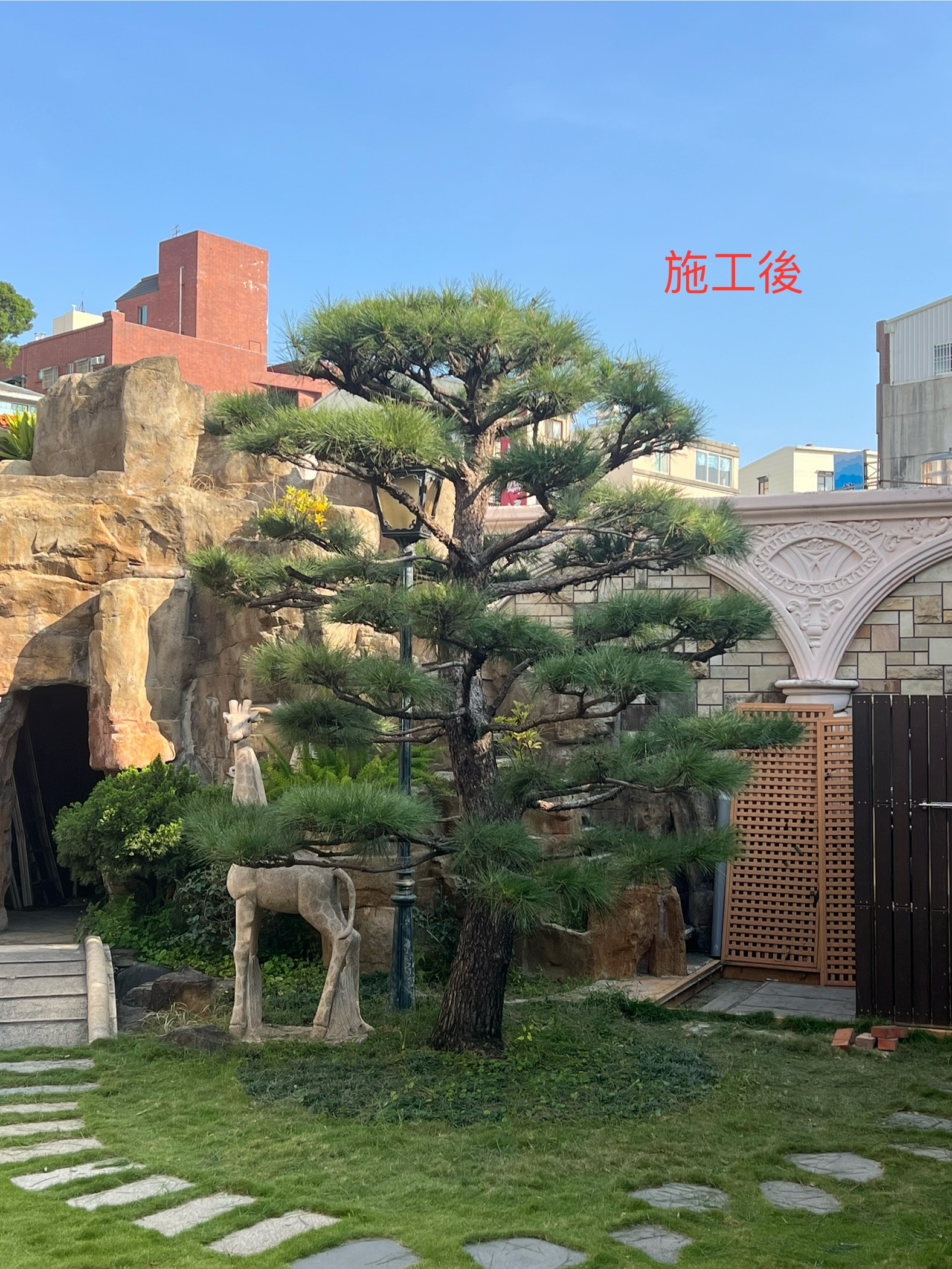 松柏造型修剪～展現特有的松風柏韻