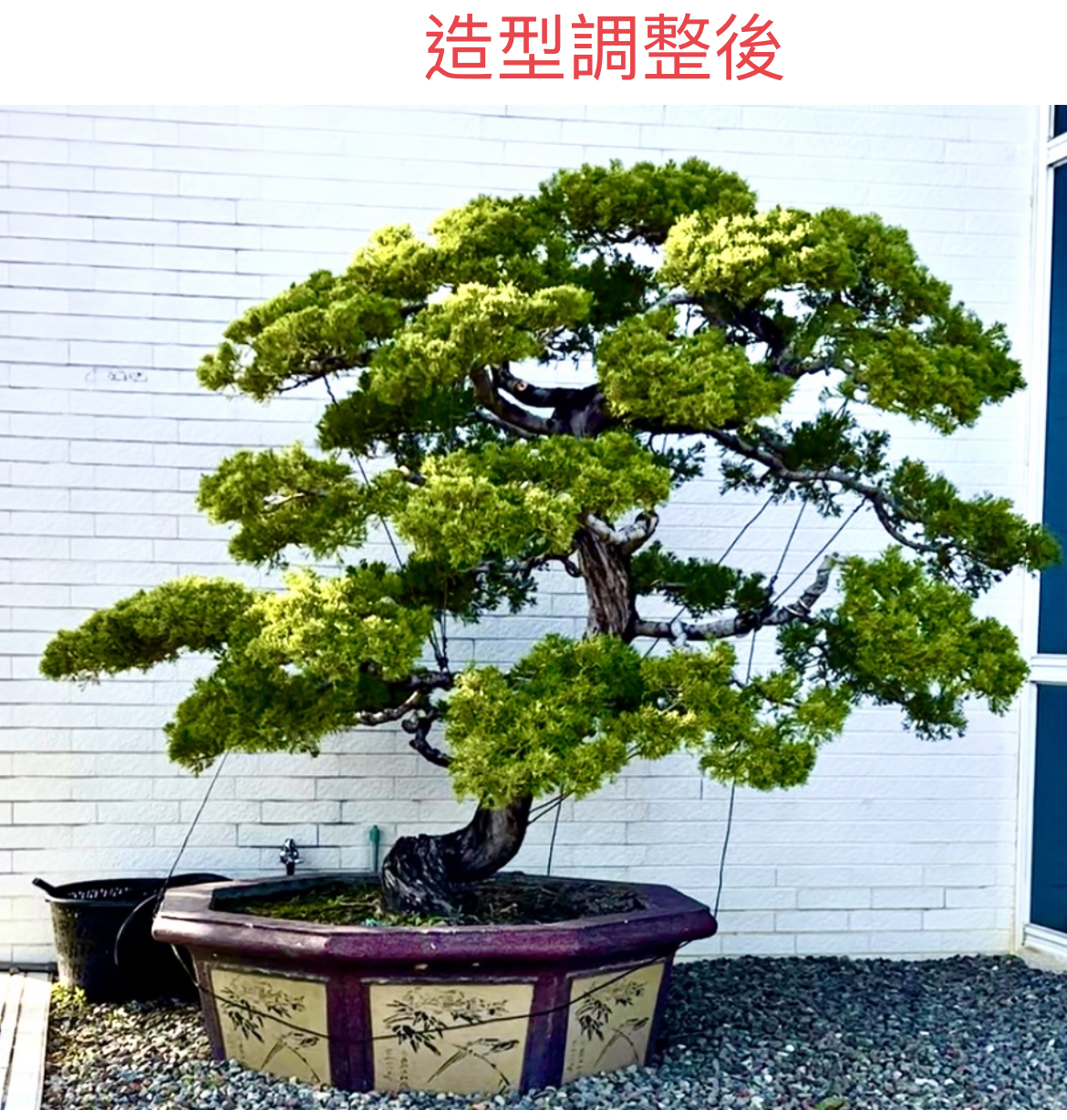 松柏造型修剪～展現特有的松風柏韻