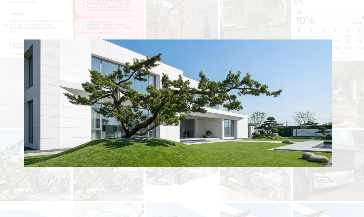 真柏庭園樹（樹幅6.5米，樹齡超40年）