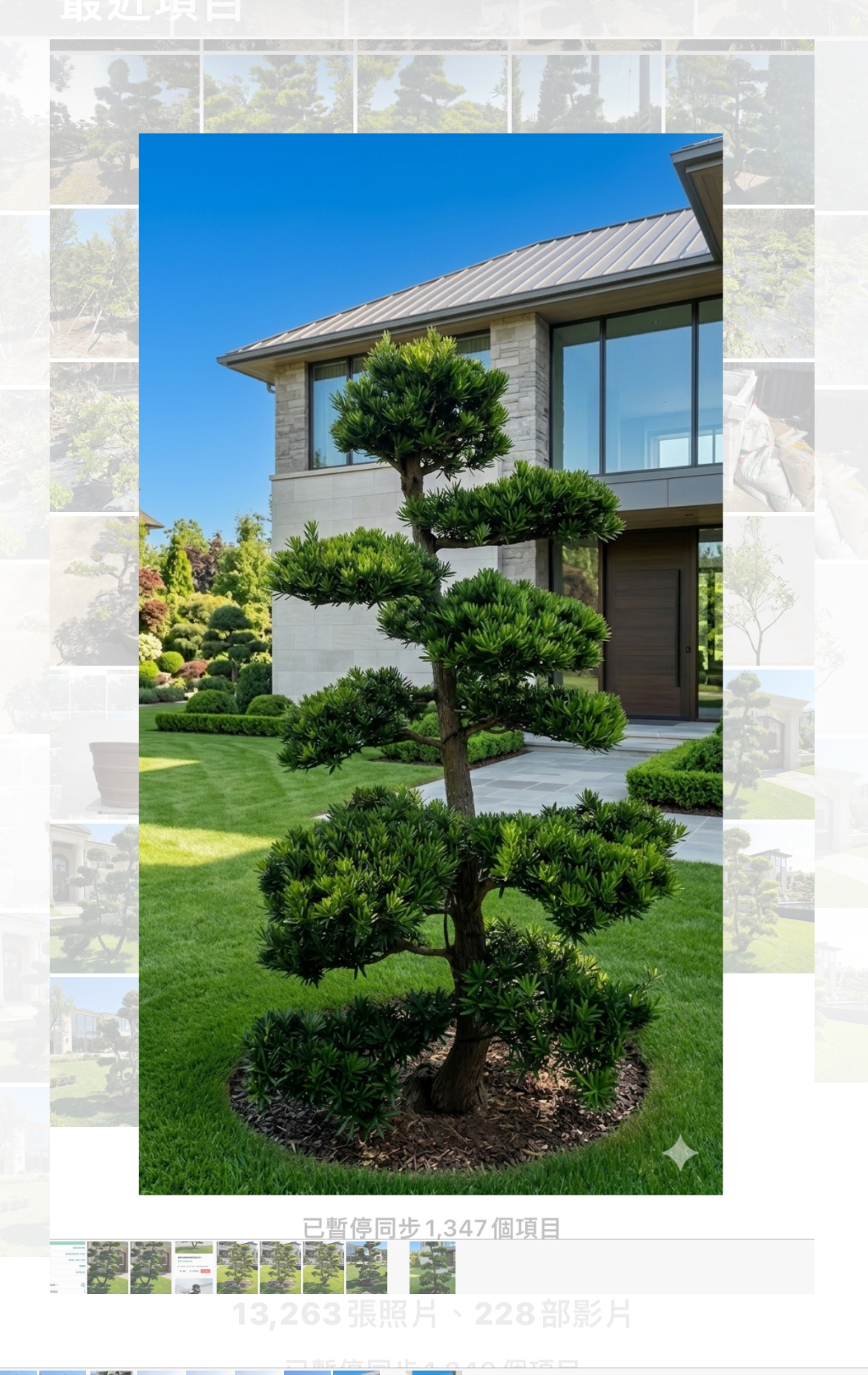 羅漢松庭園樹（樹高3米，樹齡15年）