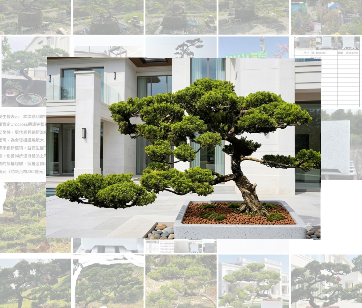 真柏庭園樹(飄235公分、樹齡15年）