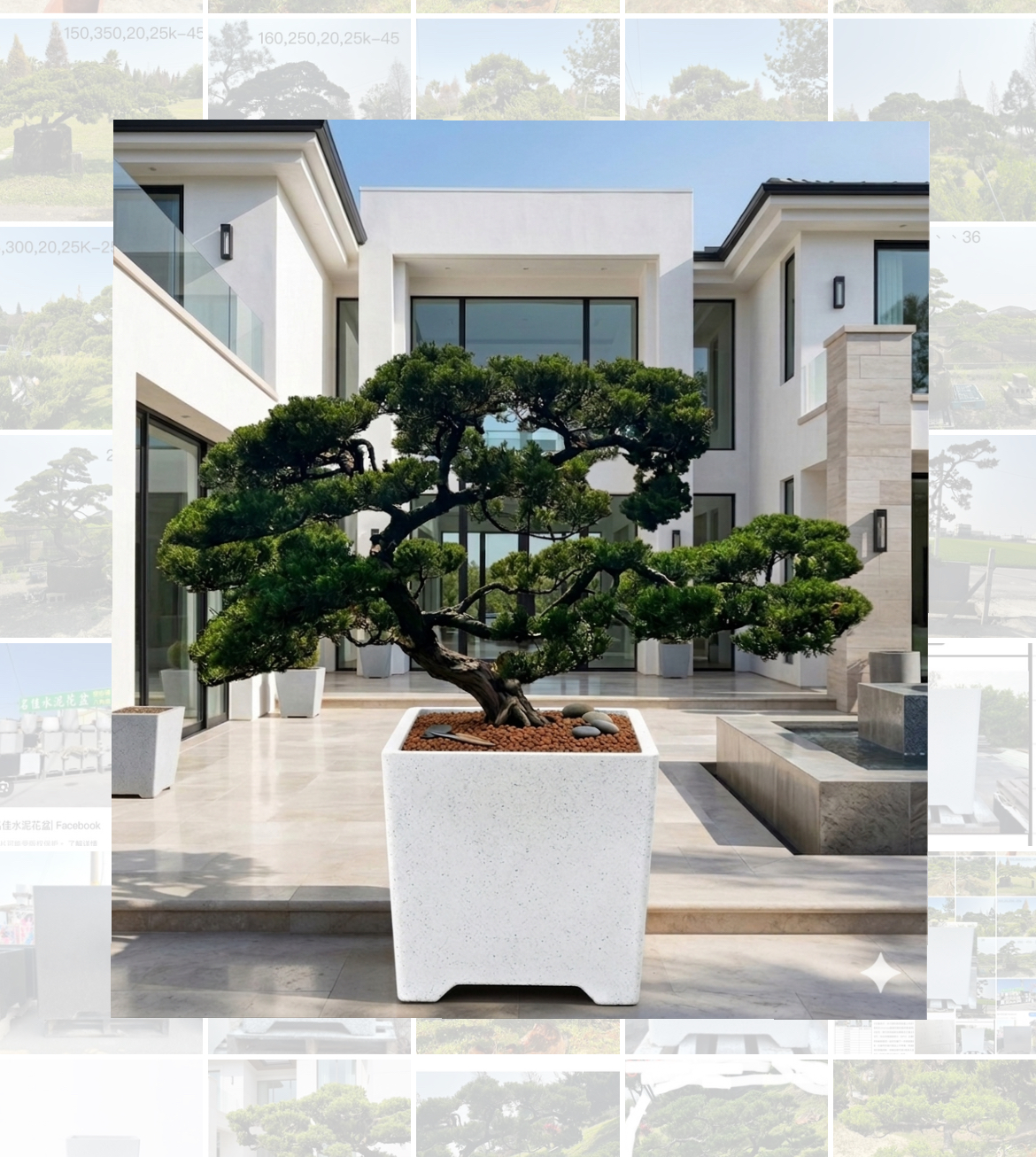 真柏庭園樹（飄235公分、樹齡15年）