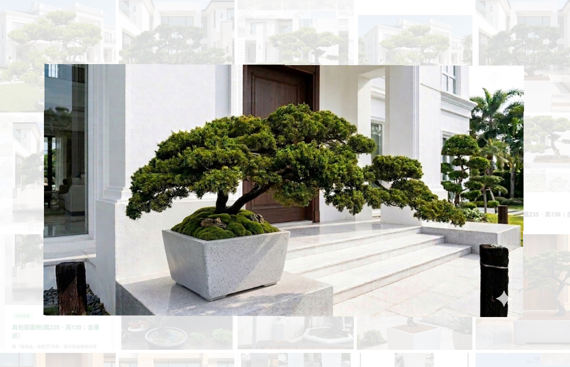 真柏庭園樹（飄350公分、樹齡20年）