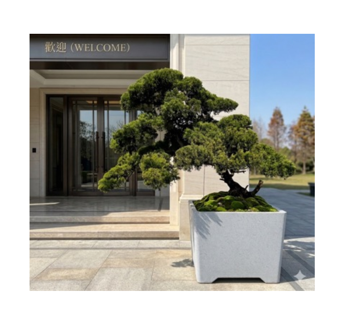 真柏庭園樹(飄280公分，樹齡20年）