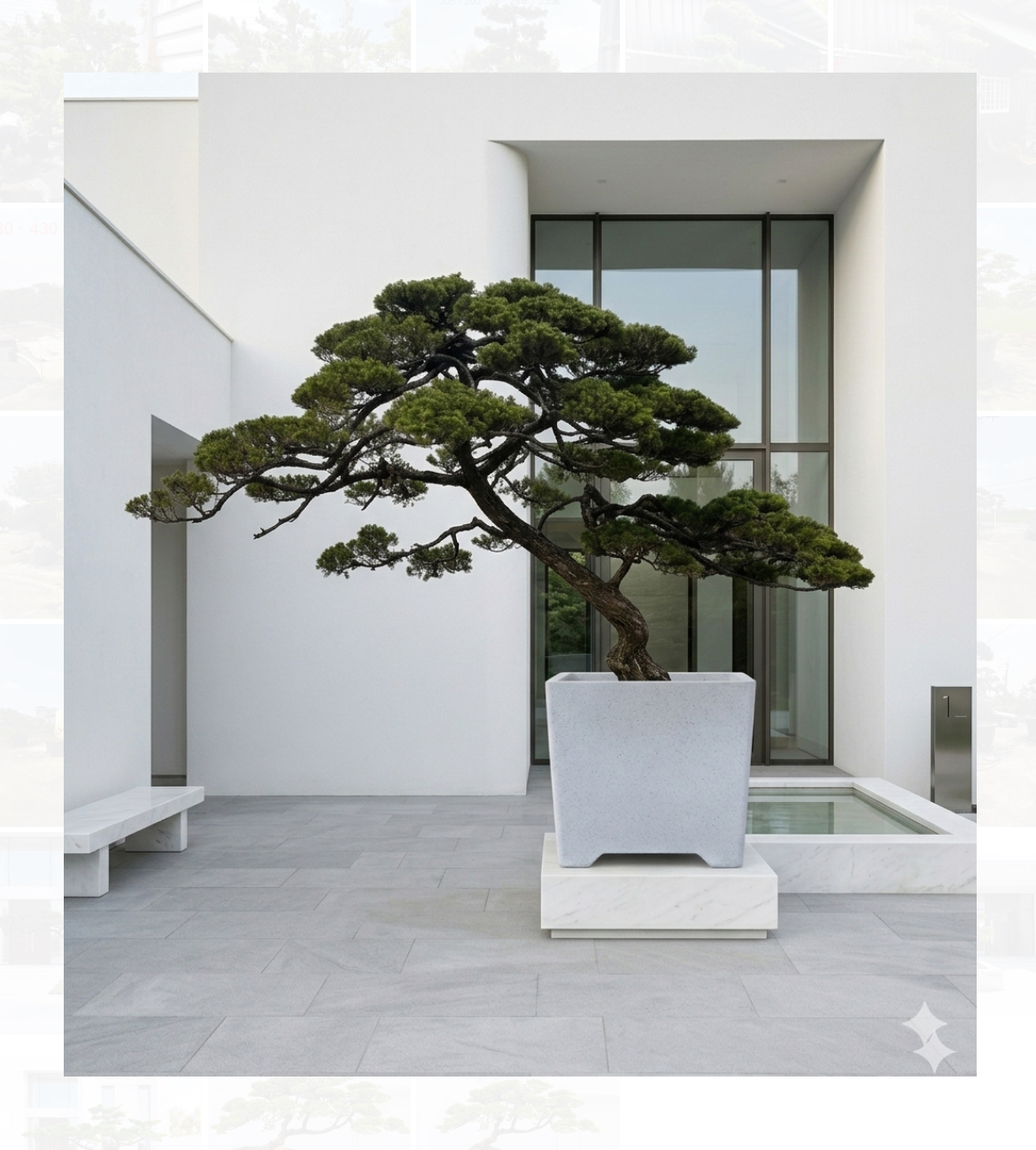 真柏庭園樹（樹齡30年、飄370公分）