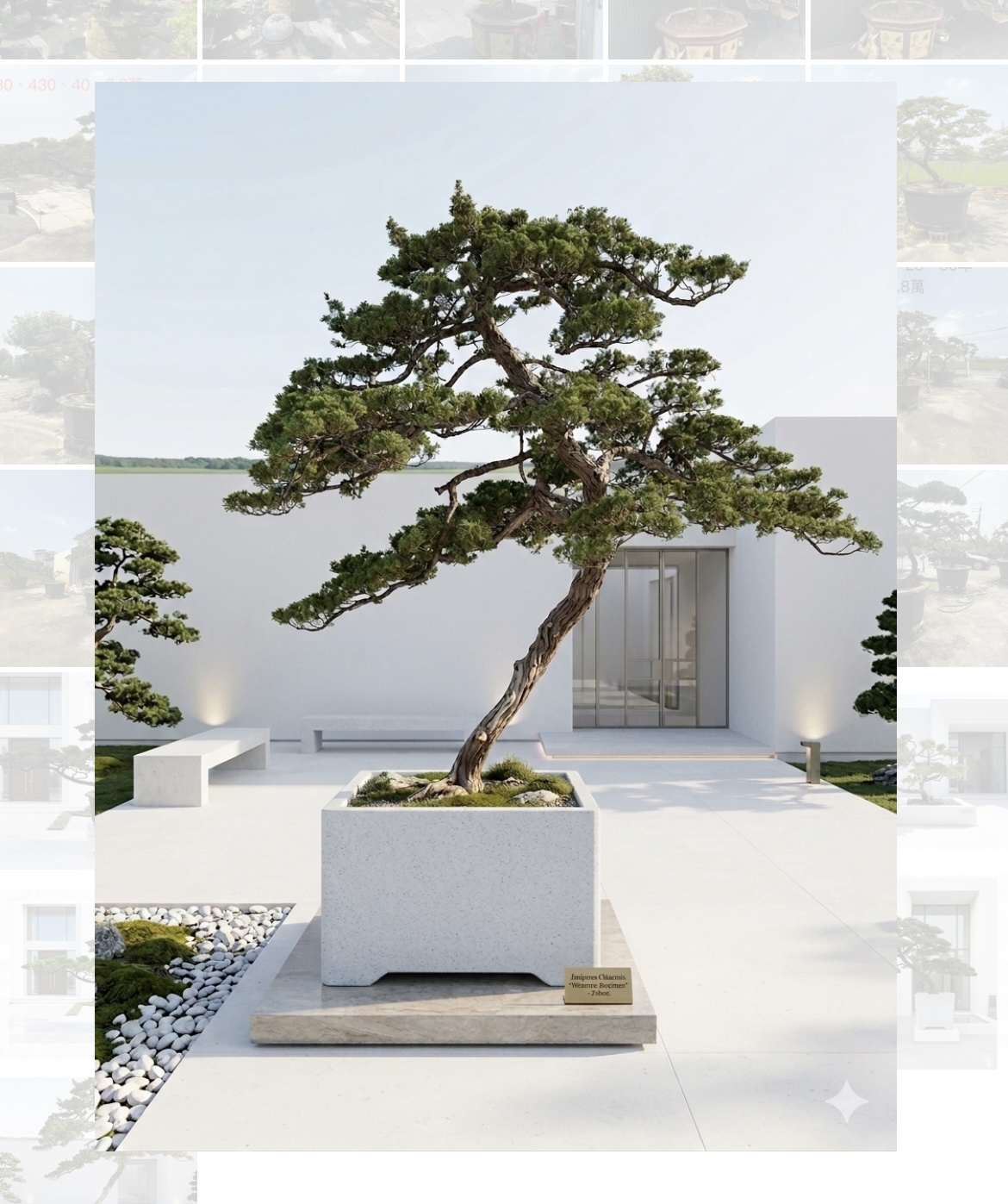 真柏迎賓樹（樹齡30年、高330公分）