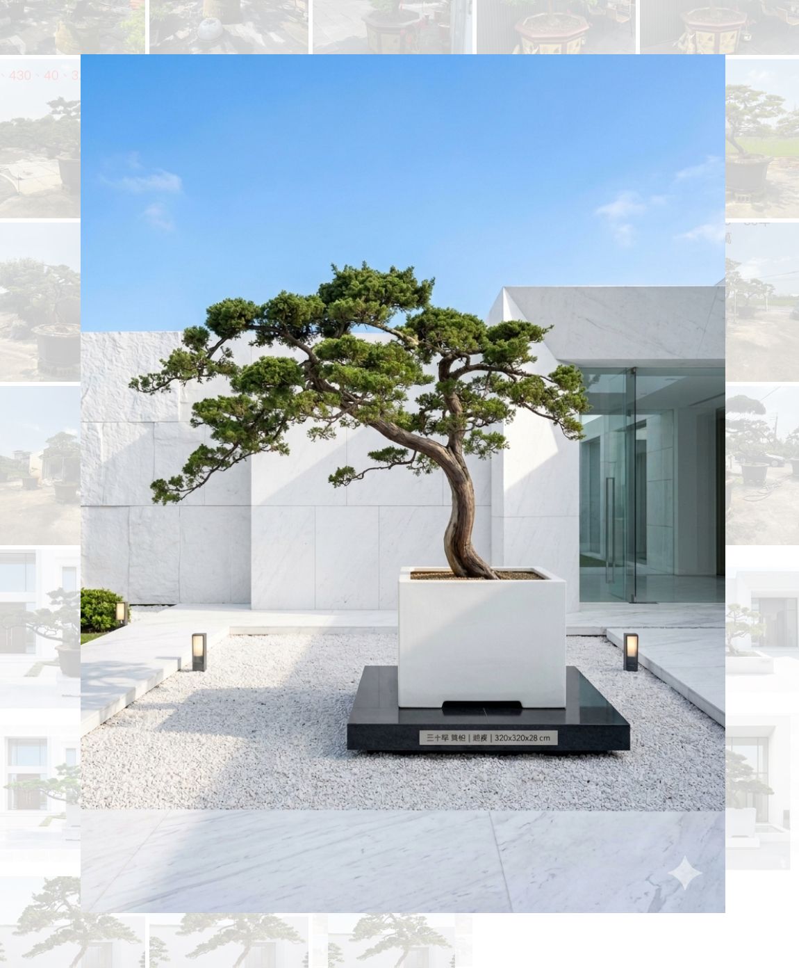 真柏庭園樹（樹齡30年、高320公分）