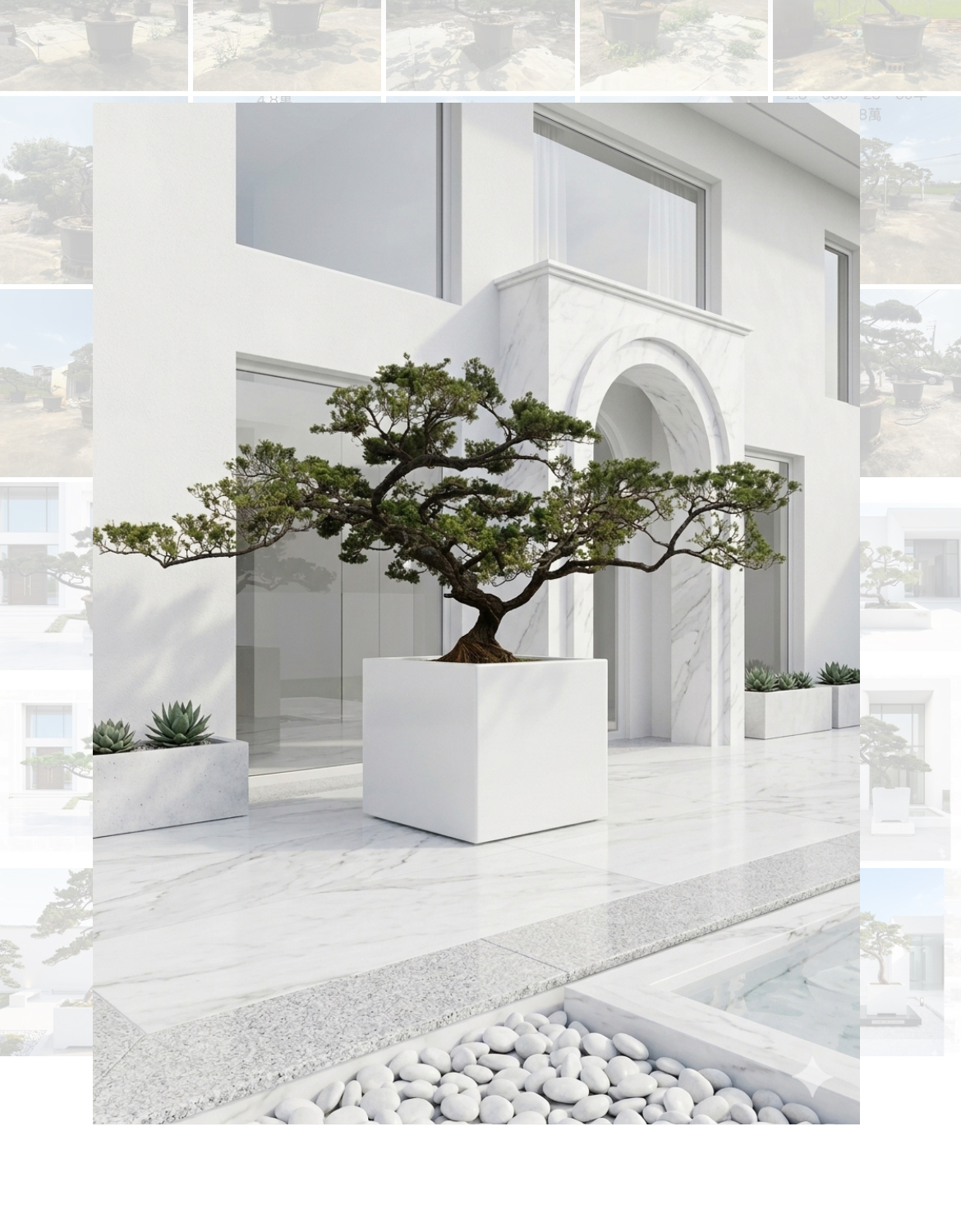 真柏庭園樹（樹齡30年、飄380公分）