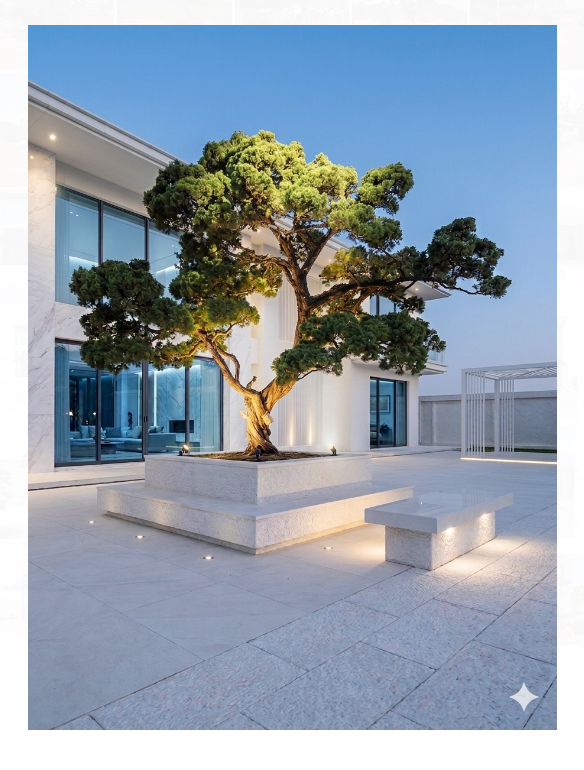 真柏庭園樹（樹齡80年、高500公分）