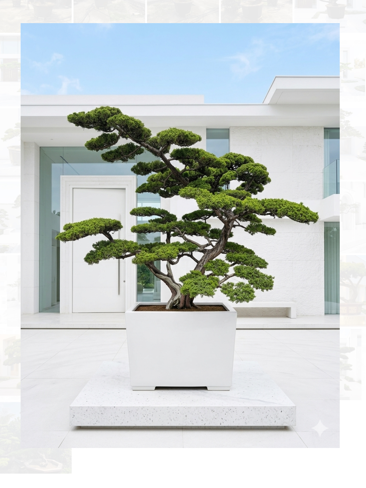 真柏庭園樹（樹齡40年、飄330公分）