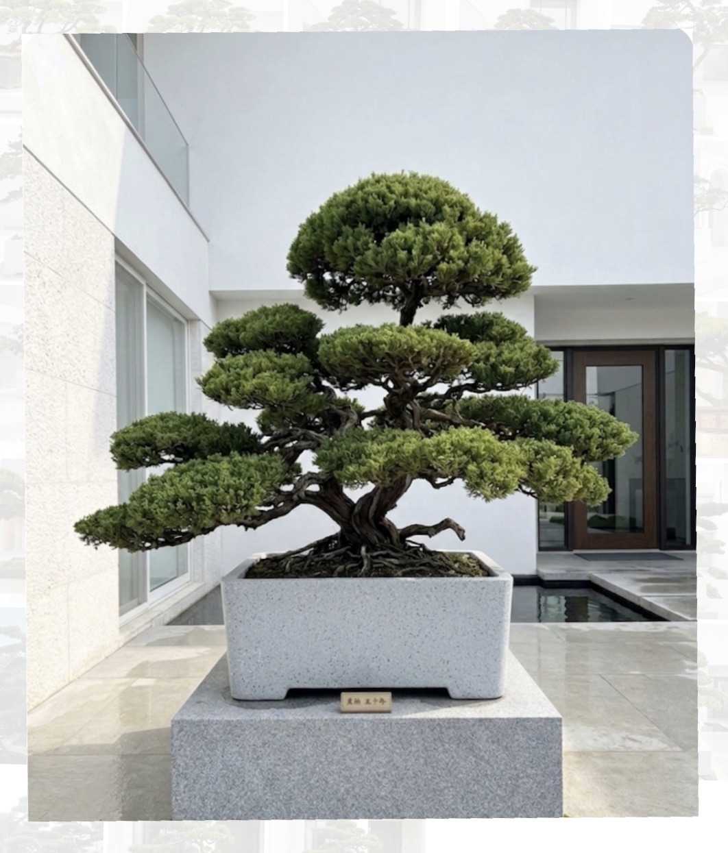 真柏盆景（樹齡50年、高170公分）