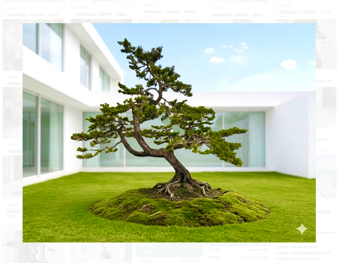 *真柏庭園樹（寬幅5米，樹齡超40年）