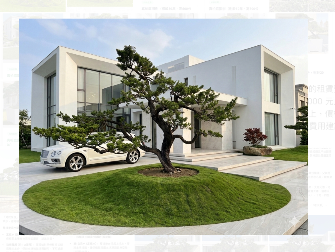 *真柏庭園樹（飄4.35米，樹齡40年）