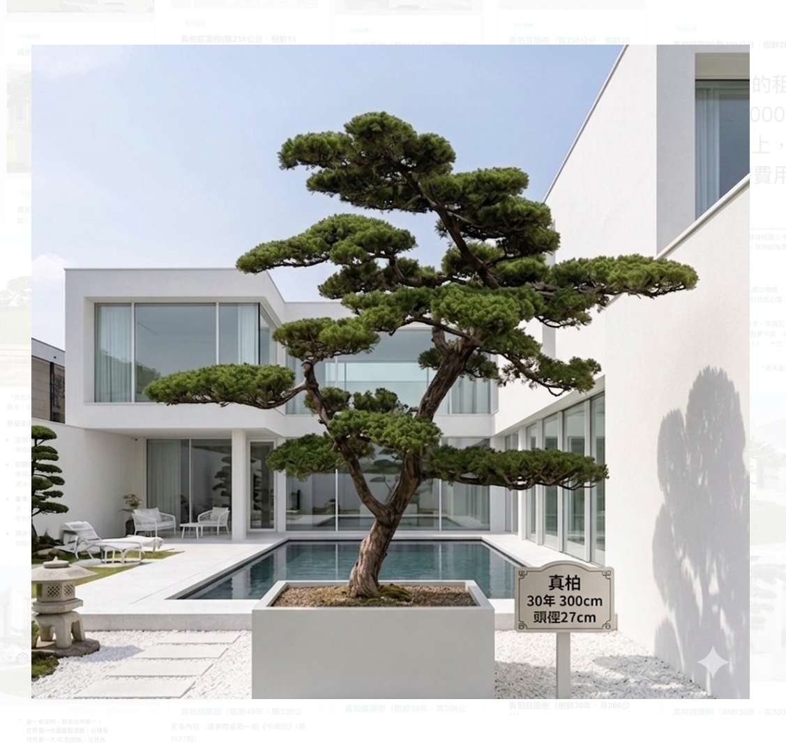 真柏庭園樹（樹齡30年、高300公分）