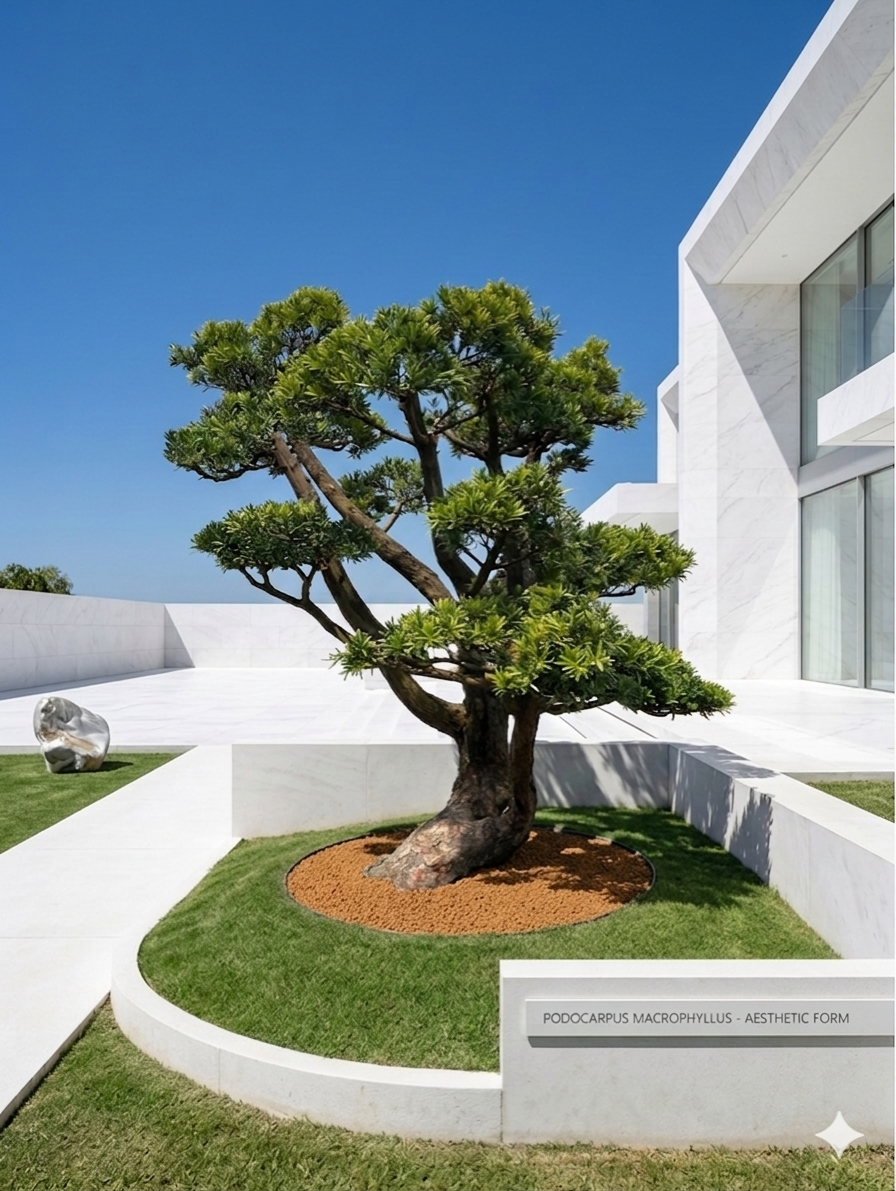 羅漢松庭園樹（頭徑40公分，樹齡30年）