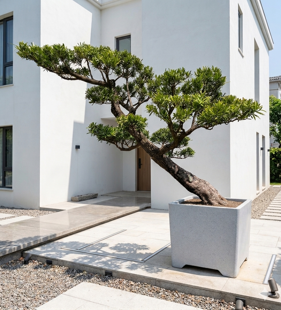 藝術造型羅漢松（樹齡30年、頭徑30公分）