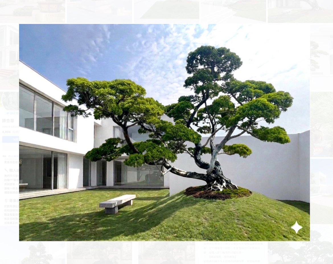 羅漢松庭園樹（樹齡40年、飄380公分）*售出