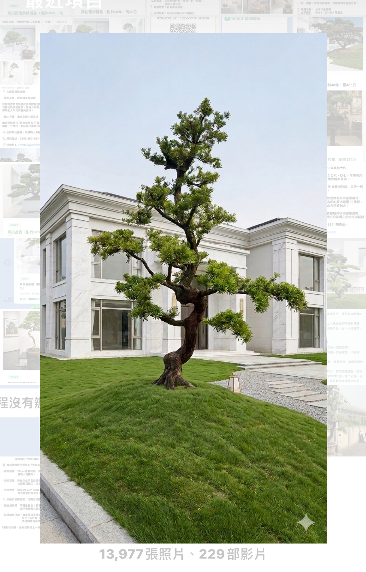 羅漢松庭園樹（樹高300公分、頭徑22公分）