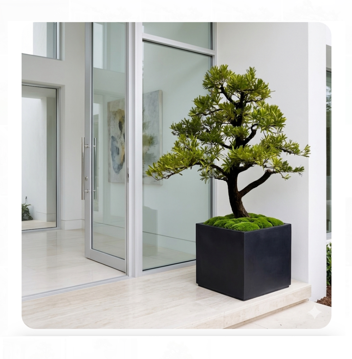 藝術造型の超大品羅漢松（配5仟大盆）