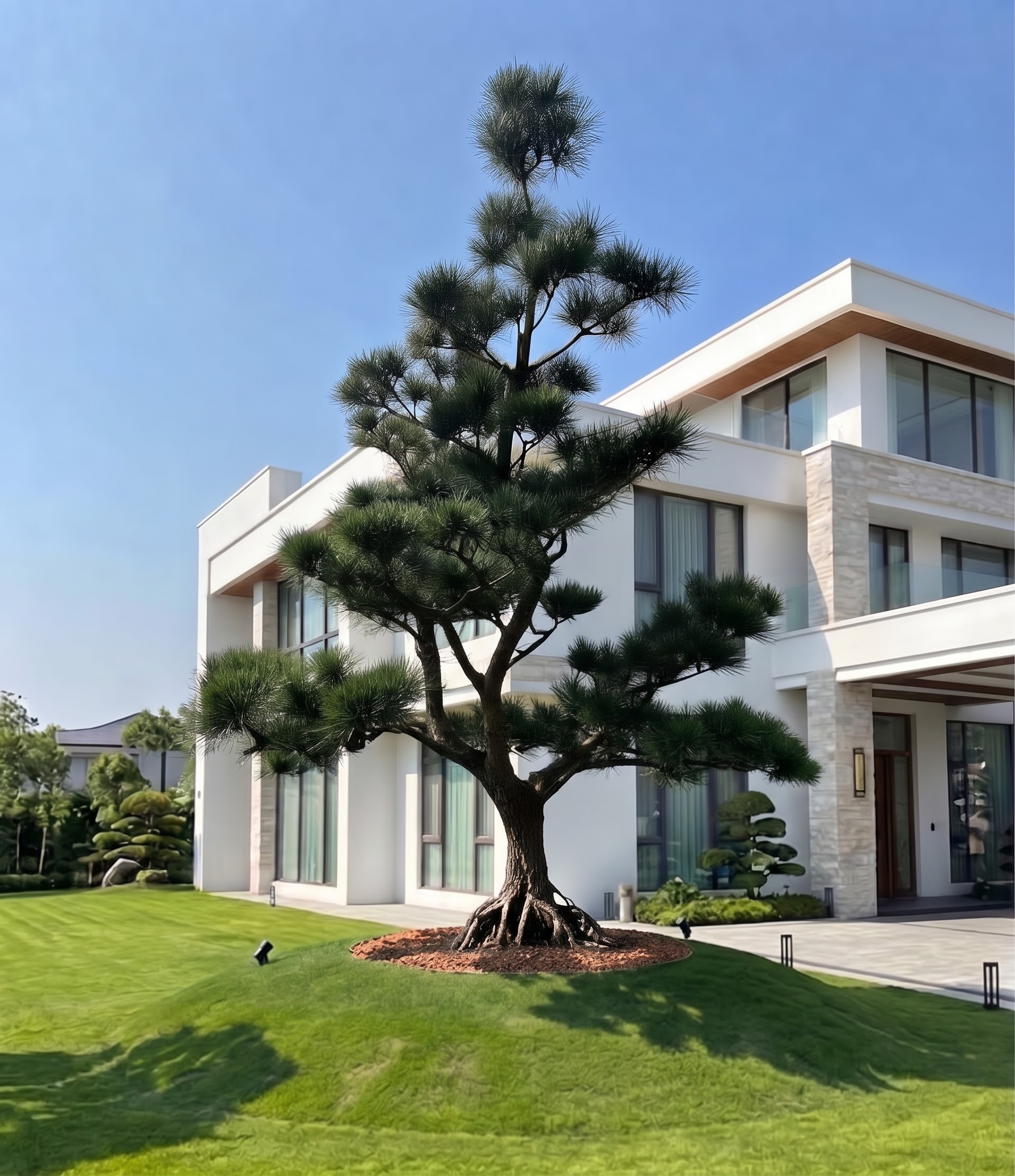 黑松庭園巨木（樹高390公分、頭徑35公分）